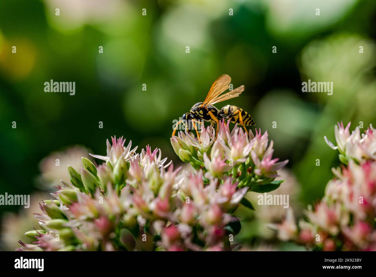 Makrofotografie - Wespen auf der Blume Stockfoto