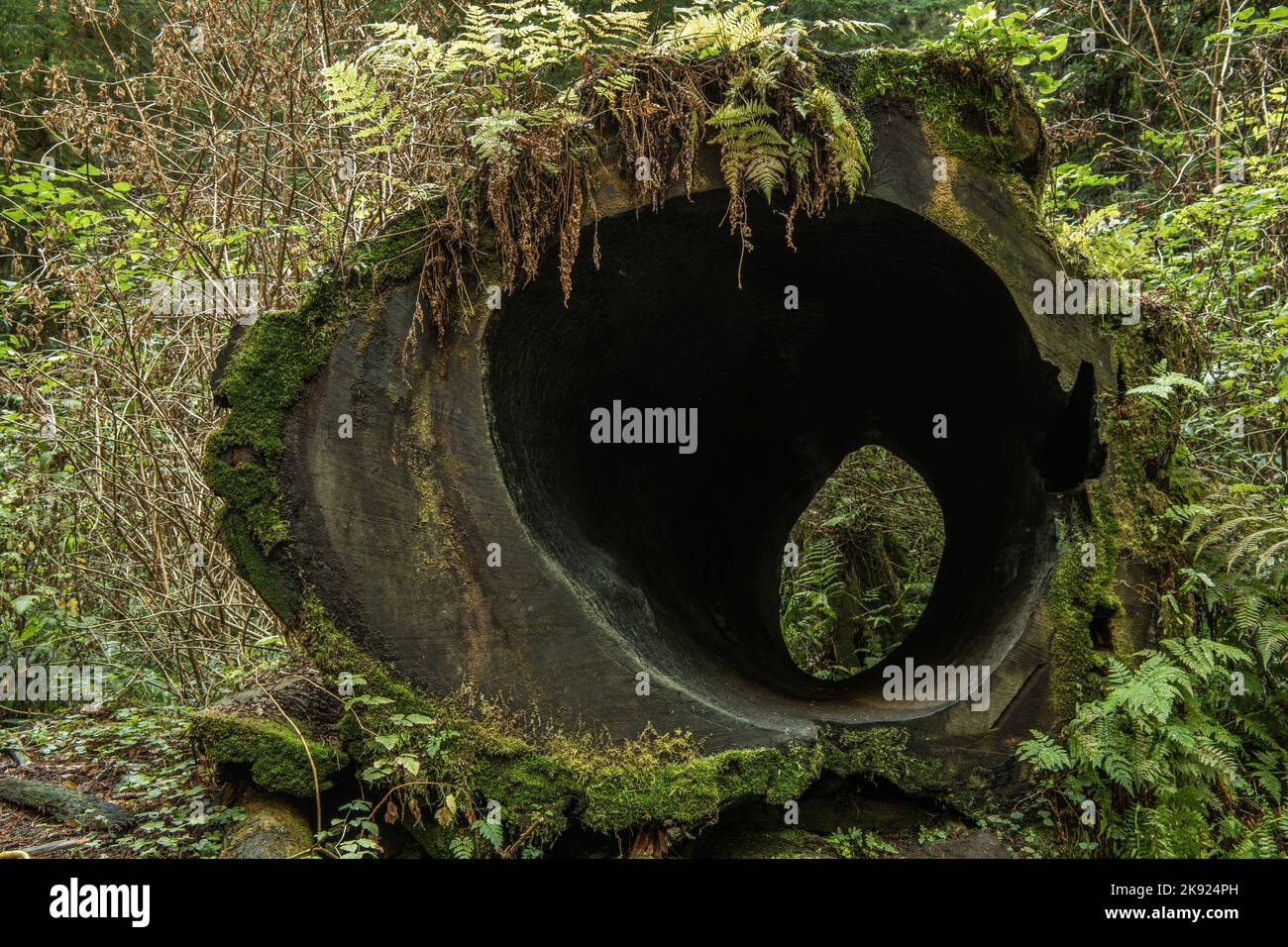 Leerer Baumstamm aus altem gefallenen Holz, der tief im Wald liegt und mit verschiedenen eingewachsenen Pflanzen bedeckt ist. Grünes Laub. Wildtiermotiv. Stockfoto