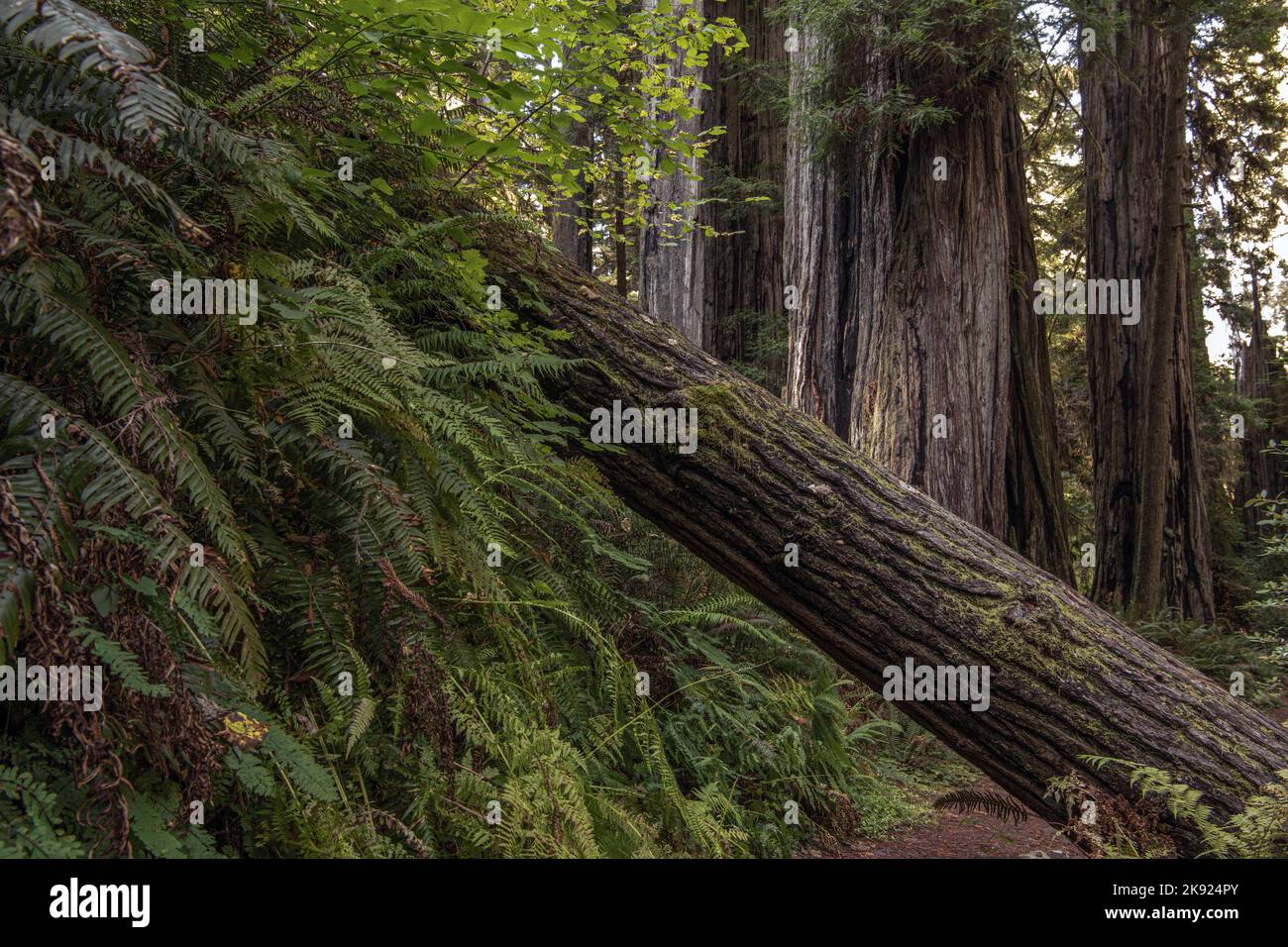 Nahaufnahme eines frisch gefallenen großen Baumes tief im Alten Wald. Überall Üppiges Grün. Wildtiermotiv. Stockfoto