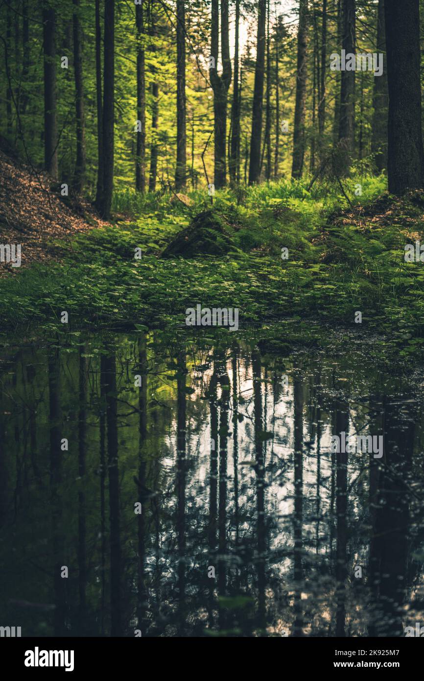 Schöner dichter Wald mit hohen Bäumen, die sich im großen Wasserpuddle nach dem Regen spiegeln. Landschaftlich Schöner Blick Auf Die Natur. Stockfoto