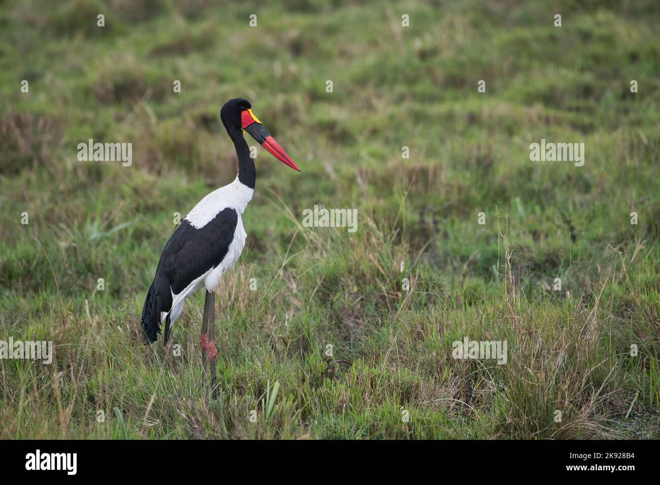 Sattelschnabelstorch (Ephippiorhynchus senegalensis). Die dunklen Augen zeigen, dass dieses Individuum männlich ist. Stockfoto