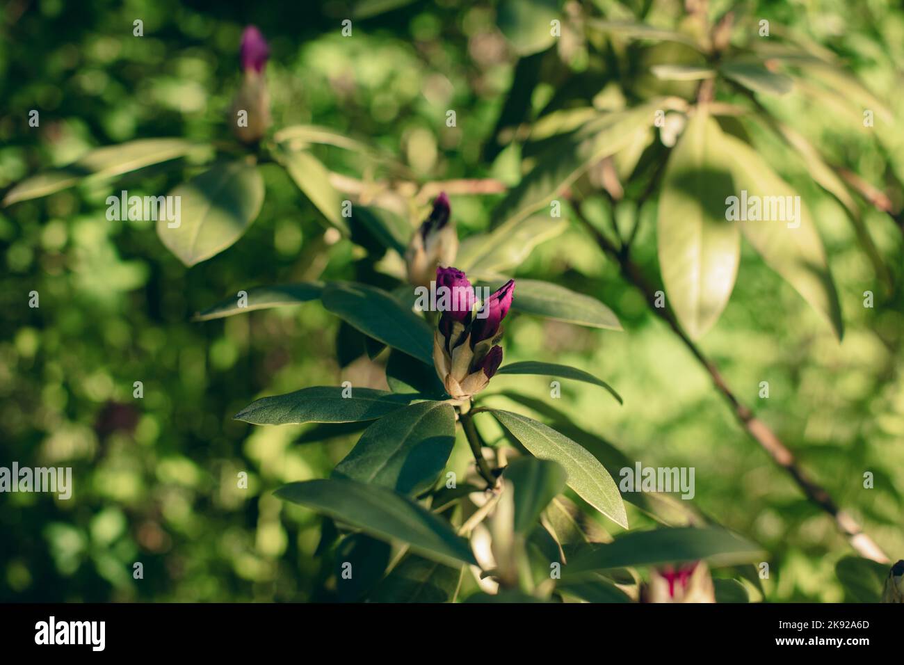Schöne lila Blüten und grüne Blätter Stockfoto