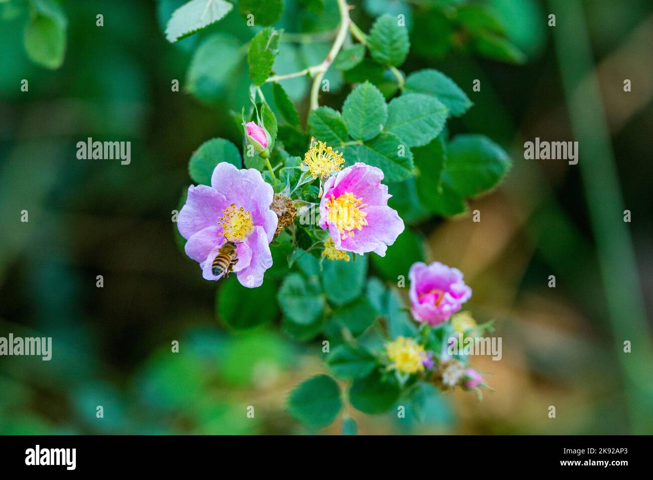 California Wild Rose (Rosa Calicfornica) im Oktober 2022 im San Joaquin National Wildlife Refuge im Central Valley von Kalifornien Stockfoto