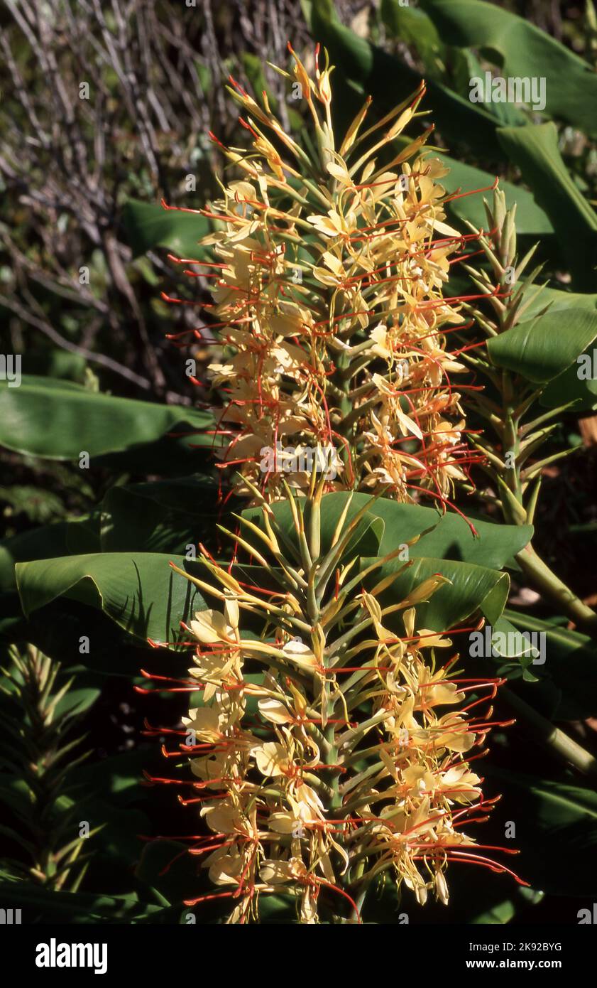 INGWERLILIEN (HEDYCHIUM GARDNERIANUM), AUCH BEKANNT ALS KAHILI-INGWER, INGWERLILIE ODER GELBER INGWER. NEW SOUTH WALES, AUSTRALIEN. Stockfoto