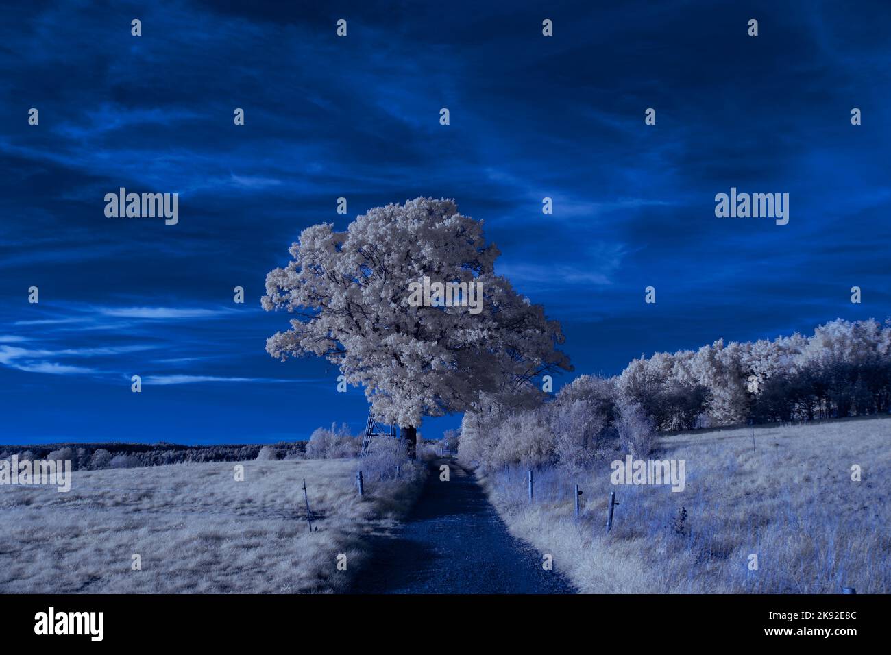 Infrarot-Landschaft mit 720 nm, strahlend weißer Vegetation, surrealen Wäldern und sanften Hügeln in Falschfarbenfotografie, traumhafte Naturszene Stockfoto