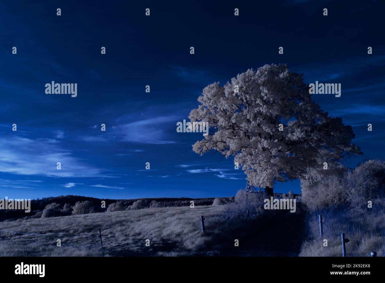 Infrarot-Landschaft mit 720 nm, strahlend weißer Vegetation, surrealen Wäldern und sanften Hügeln in Falschfarbenfotografie, traumhafte Naturszene Stockfoto