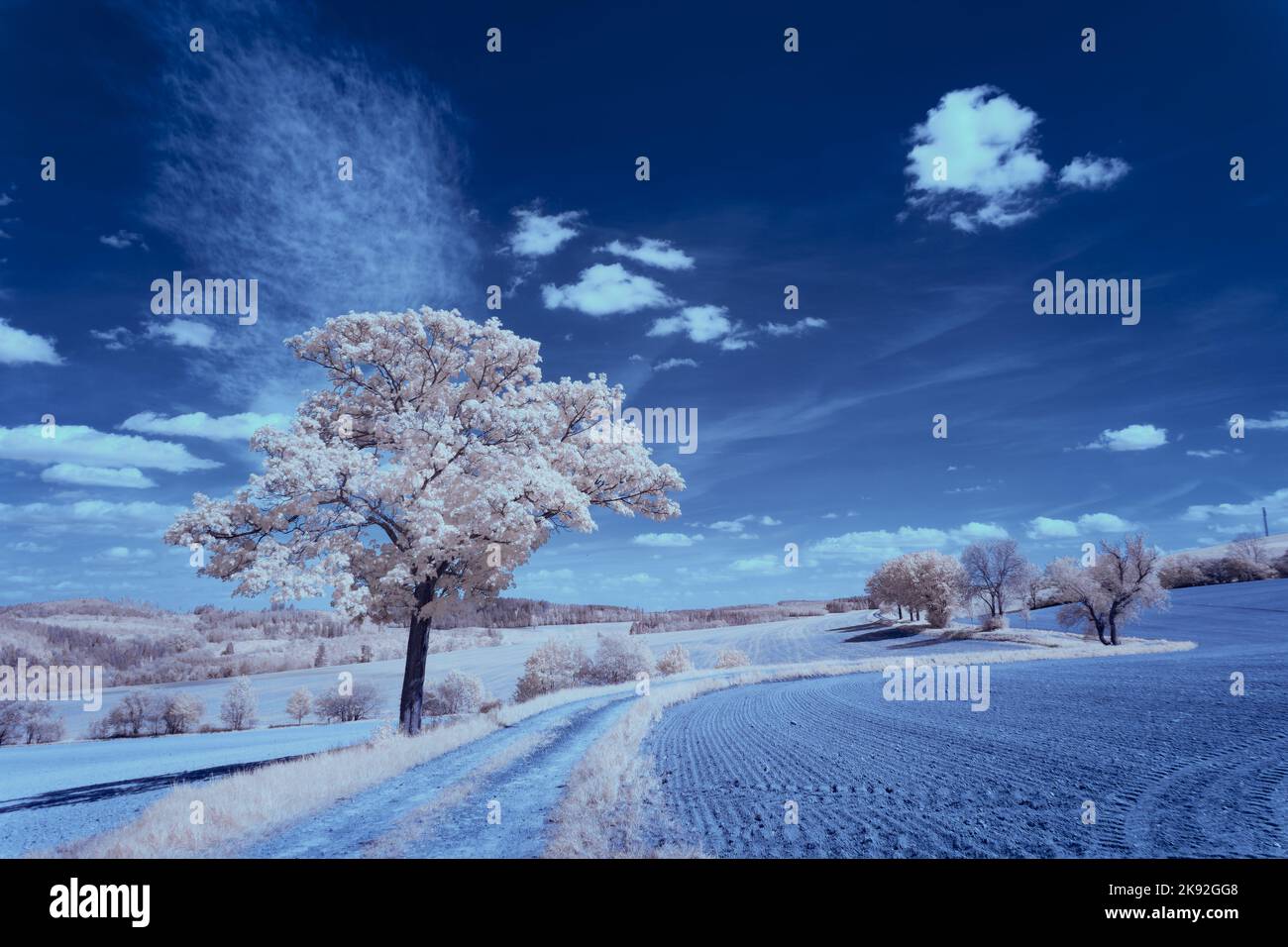 Infrarot-Landschaft mit 720 nm, strahlend weißer Vegetation, surrealen Wäldern und sanften Hügeln in Falschfarbenfotografie, traumhafte Naturszene Stockfoto