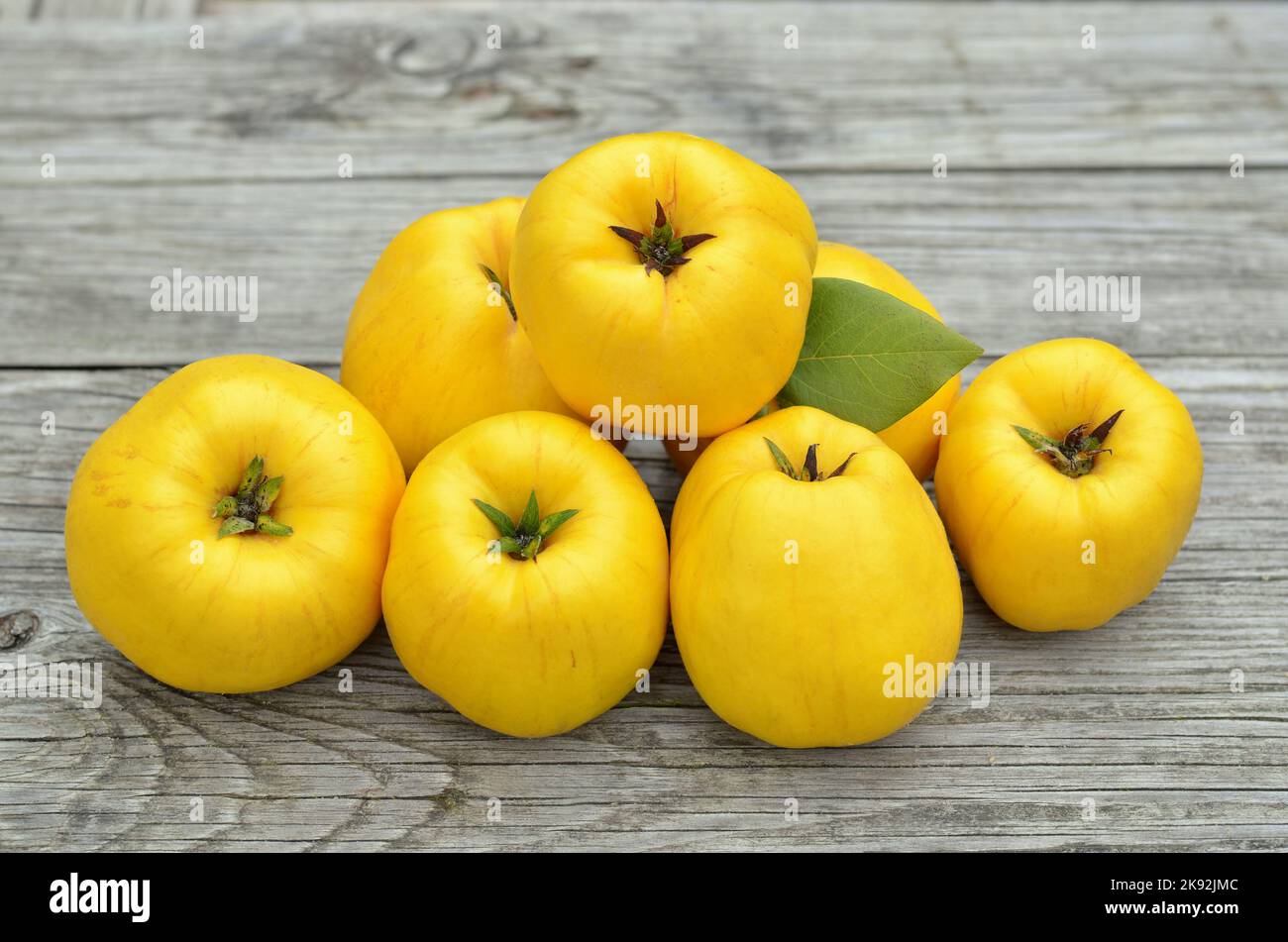 Reife, leuchtend gelbe Früchte von Apfelquitte auf einem grauen Holztisch. Gesundes Lebensmittelkonzept. Stockfoto