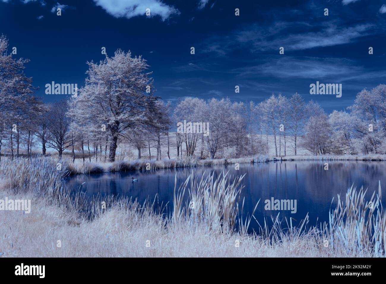 Infrarot-Landschaft mit 720 nm, strahlend weißer Vegetation, surrealen Wäldern und sanften Hügeln in Falschfarbenfotografie, traumhafte Naturszene Stockfoto
