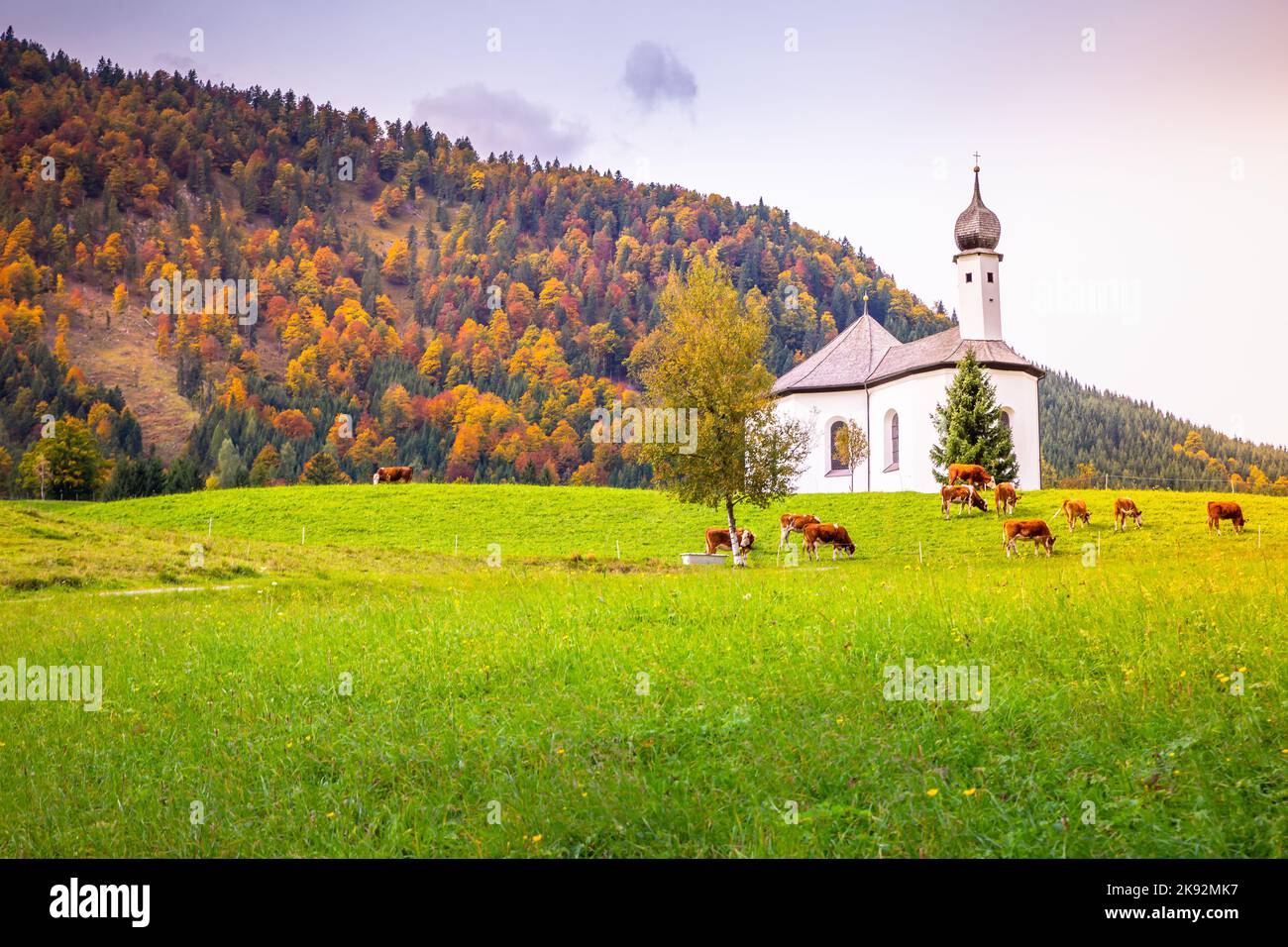 Kühe weiden im Herbst auf Tiroler Wiesen mit Kirchenkapelle, Österreich Stockfoto