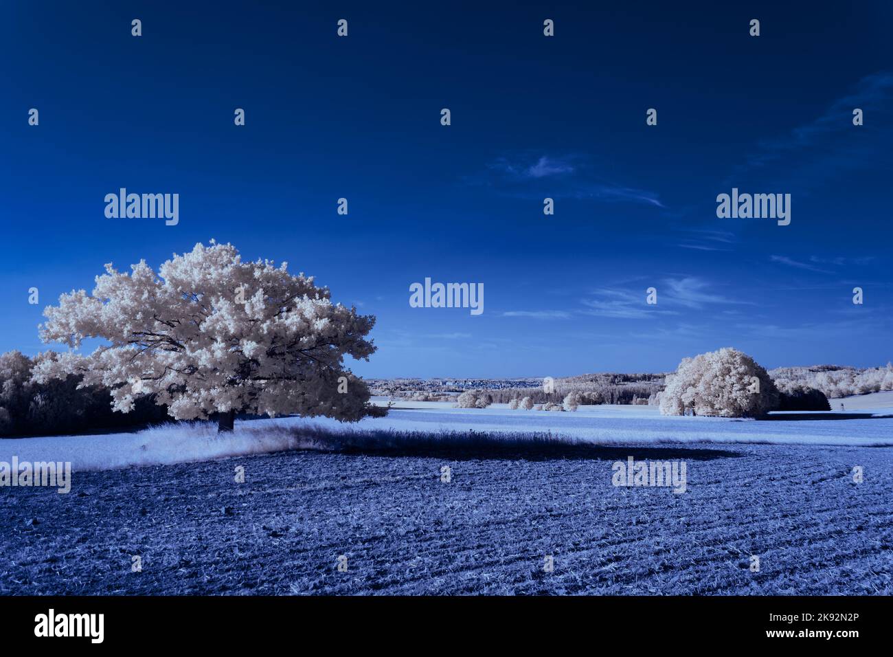 Infrarot-Landschaft mit 720 nm, strahlend weißer Vegetation, surrealen Wäldern und sanften Hügeln in Falschfarbenfotografie, traumhafte Naturszene Stockfoto