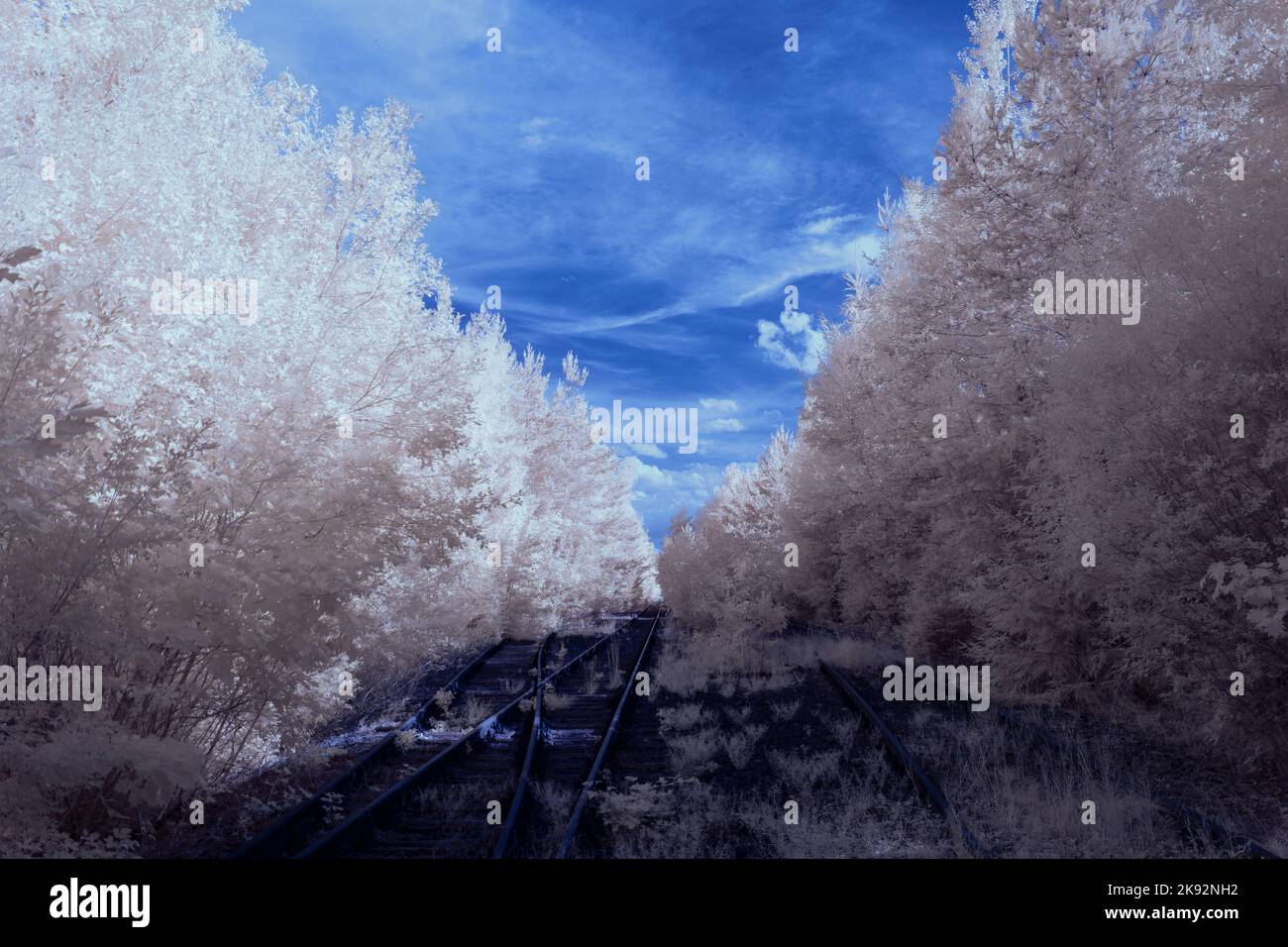 Infrarot-Landschaft mit 720 nm, strahlend weißer Vegetation, surrealen Wäldern und sanften Hügeln in Falschfarbenfotografie, traumhafte Naturszene Stockfoto