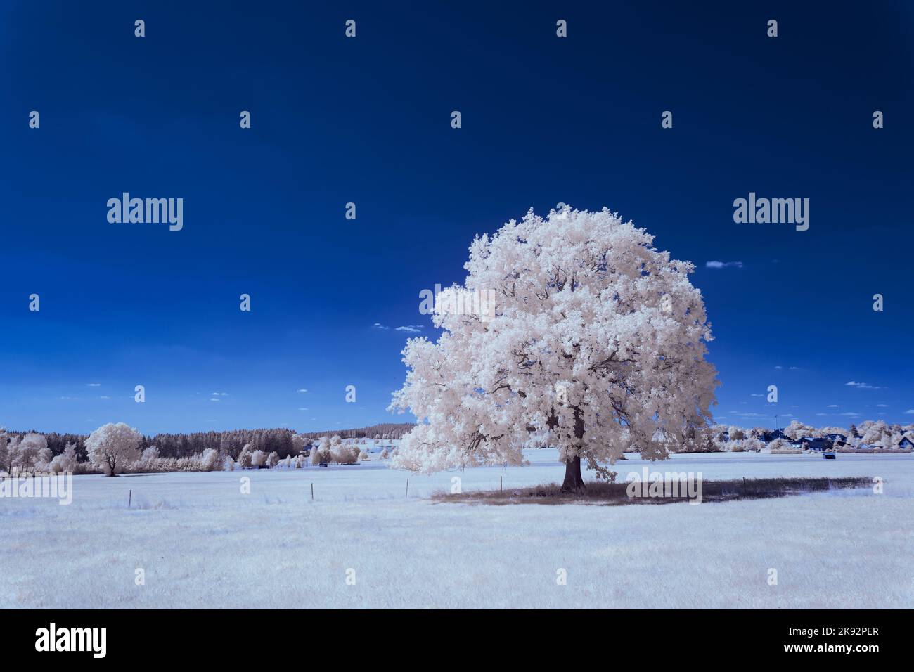 Infrarot-Landschaft mit 720 nm, strahlend weißer Vegetation, surrealen Wäldern und sanften Hügeln in Falschfarbenfotografie, traumhafte Naturszene Stockfoto