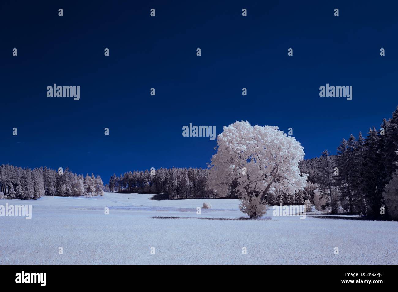 Infrarot-Landschaft mit 720 nm, strahlend weißer Vegetation, surrealen Wäldern und sanften Hügeln in Falschfarbenfotografie, traumhafte Naturszene Stockfoto