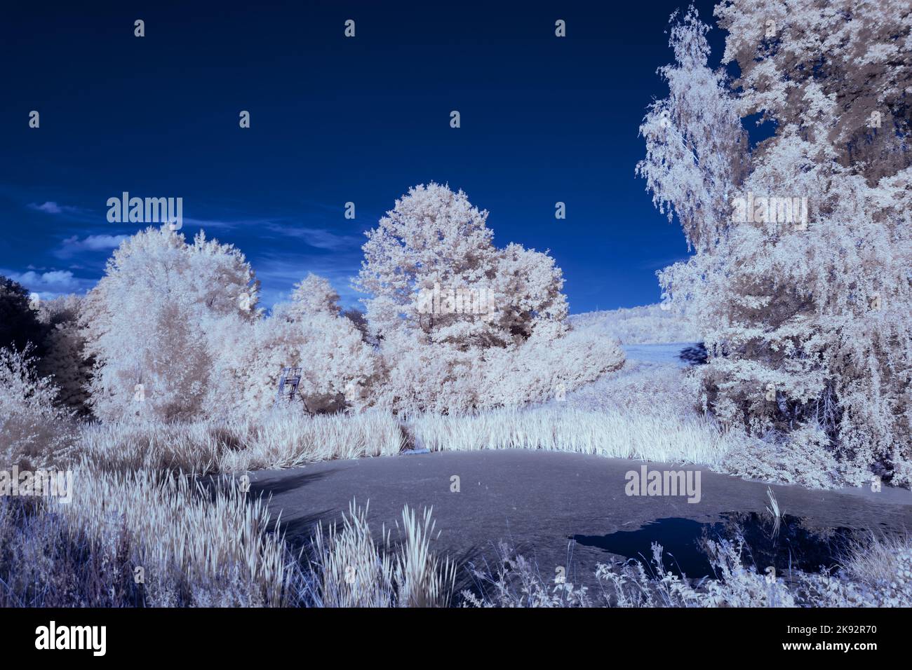 Infrarot-Landschaft mit 720 nm, strahlend weißer Vegetation, surrealen Wäldern und sanften Hügeln in Falschfarbenfotografie, traumhafte Naturszene Stockfoto