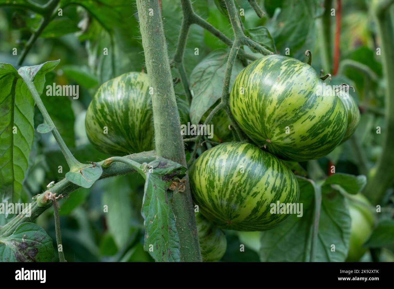 Port Townsend, Washington, USA. Grüne Zebratomaten, die auf dem Weinstock wachsen. Stockfoto