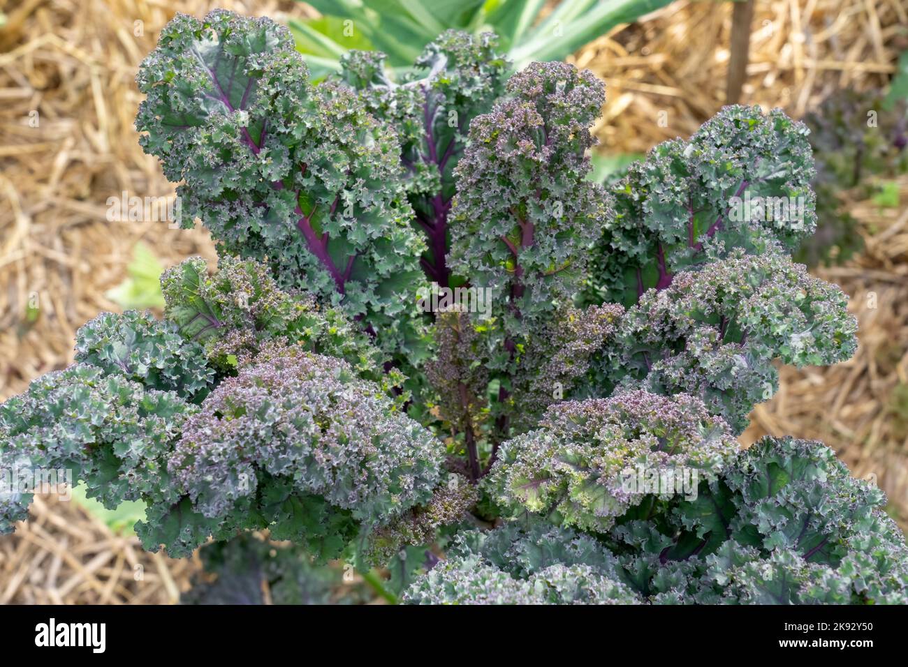Port Townsend, Washington, USA. Rote Russian Curly Kale-Pflanze Stockfoto