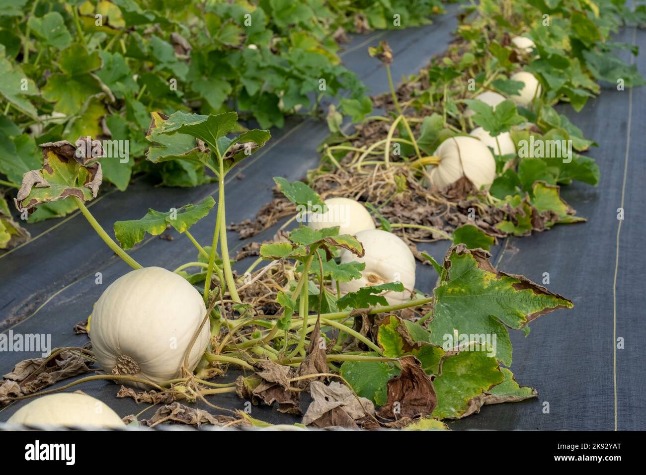 Port Townsend, Washington, USA. Weiße Kürbisreben wachsen über schwarzem Gartengewebe, um Unkraut zu verhindern. Stockfoto