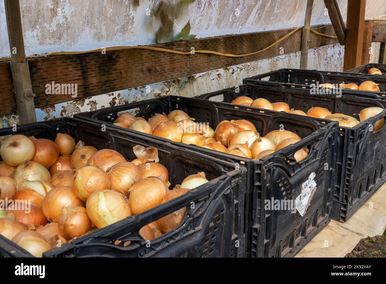 Port Townsend, Washington, USA. Gelbe Zwiebeln trocknen und werden in einem Gewächshaus gelagert, bevor sie auf den Markt gebracht werden. Stockfoto