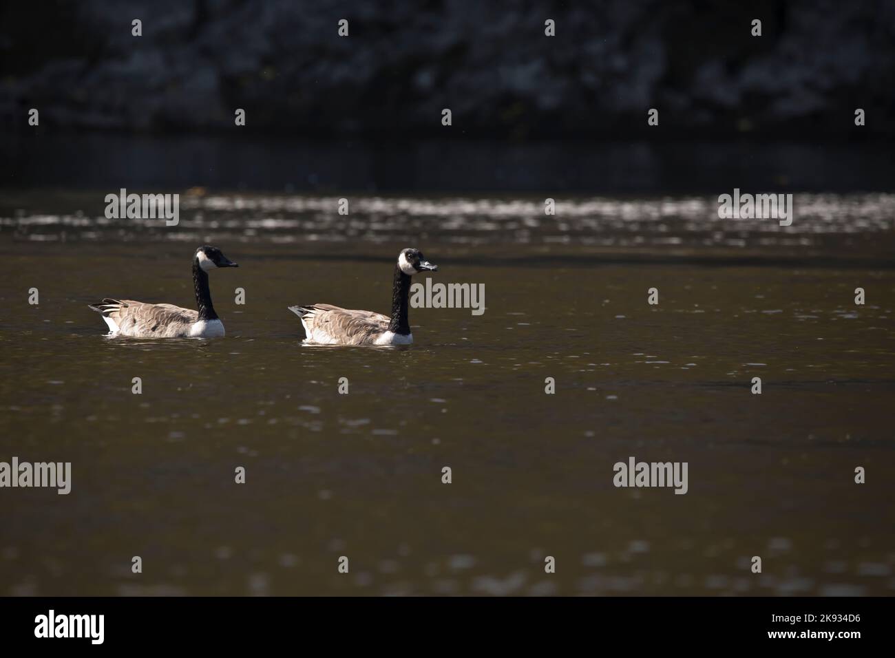 Zwei Landgänse, branta canadensis, treiben an einem Herbsttag nebeneinander auf dem Cedar River. Stockfoto