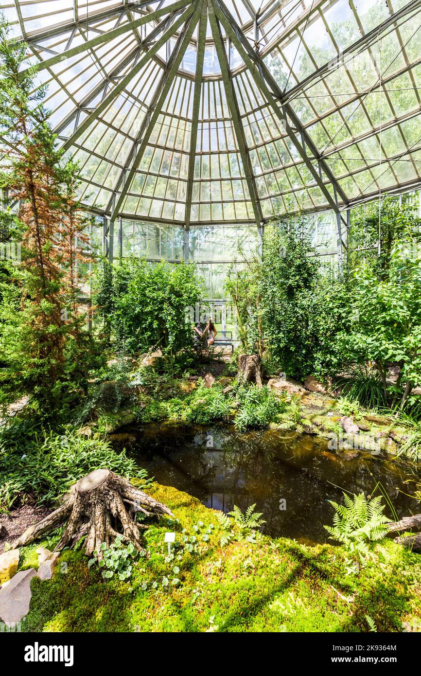 FRANKFURT, DEUTSCHLAND 23. JUNI 2013 Palmen im palmengarten in