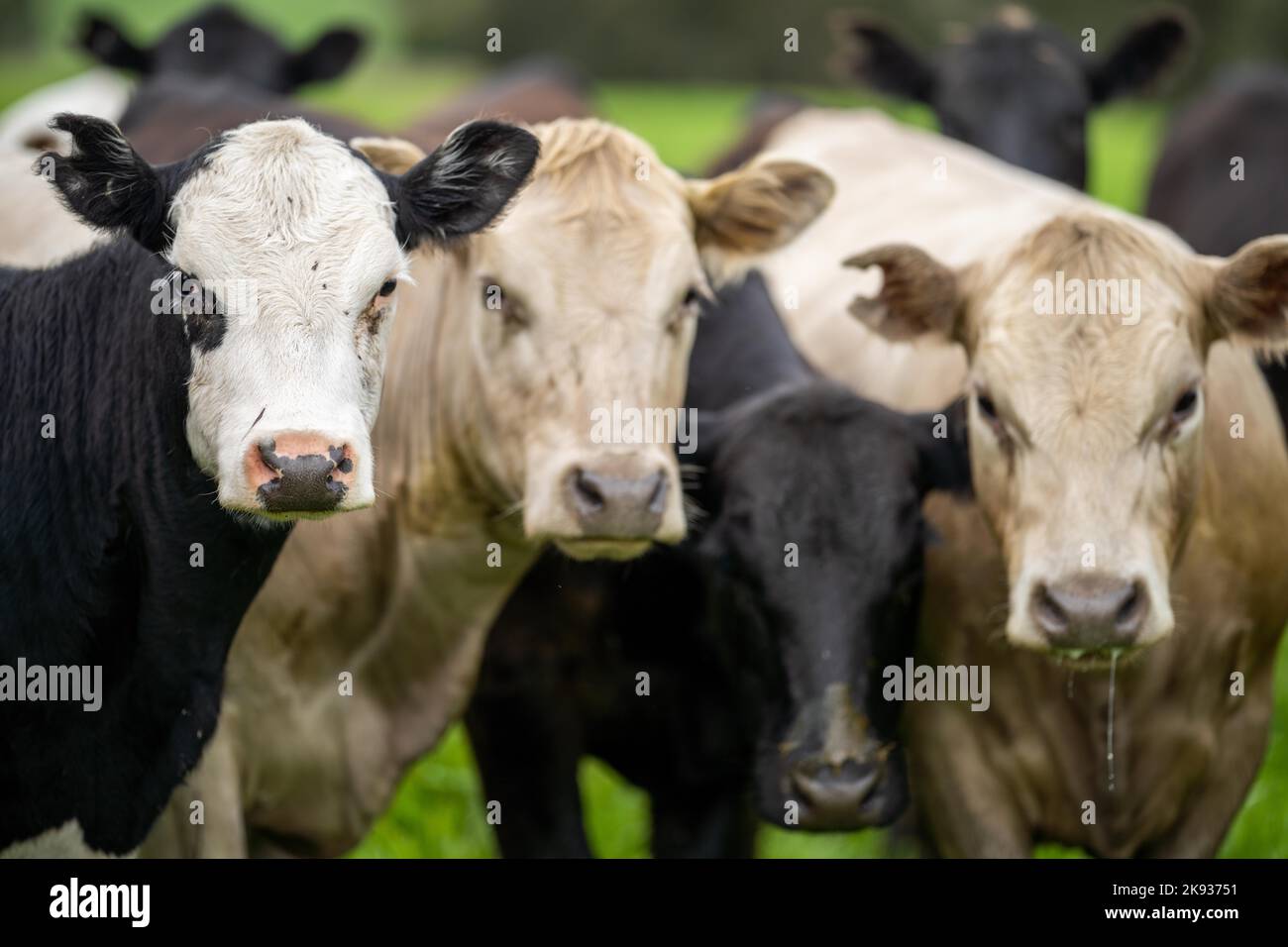 Fleischproduktion auf einer Bio-Ranch und grasfressende Kühe Stockfoto