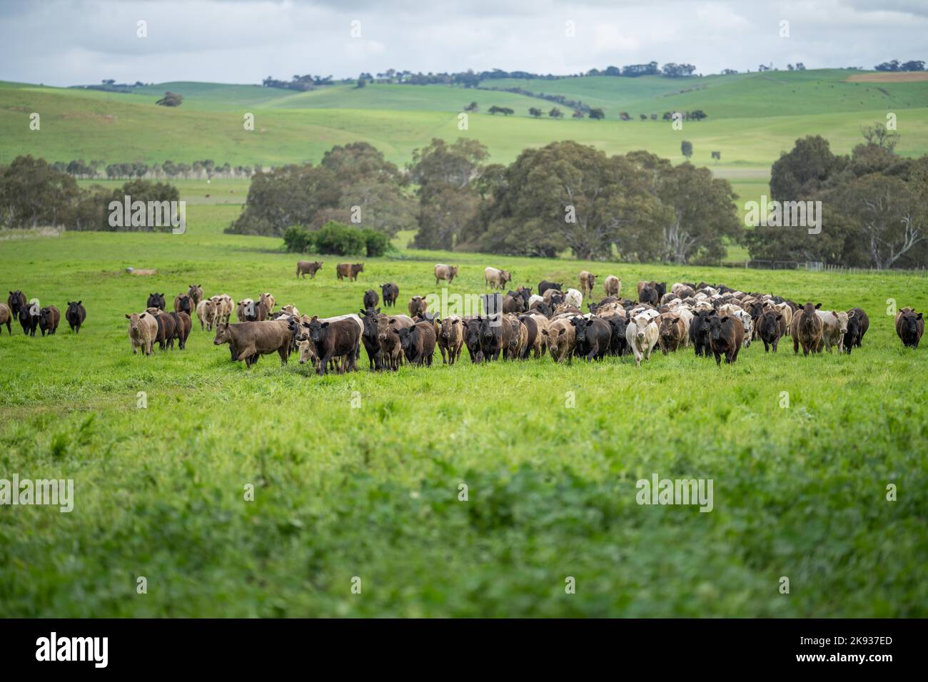 Regenerative Landwirtschaft auf einem Bauernhof in australien, Anbau von Bodenmikroben Stockfoto