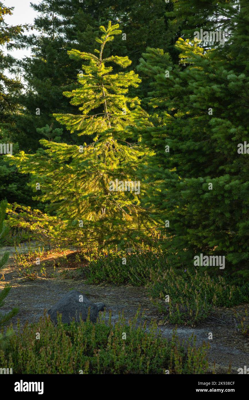 WA22518-00...WASHINGTON - Bäume bedecken nun das Gebiet, das während des Ausbruchs des Mount St. Helens National Volcanic Monument im Jahr 1980 von einem Lahar-Fluss bedeckt wurde. Stockfoto