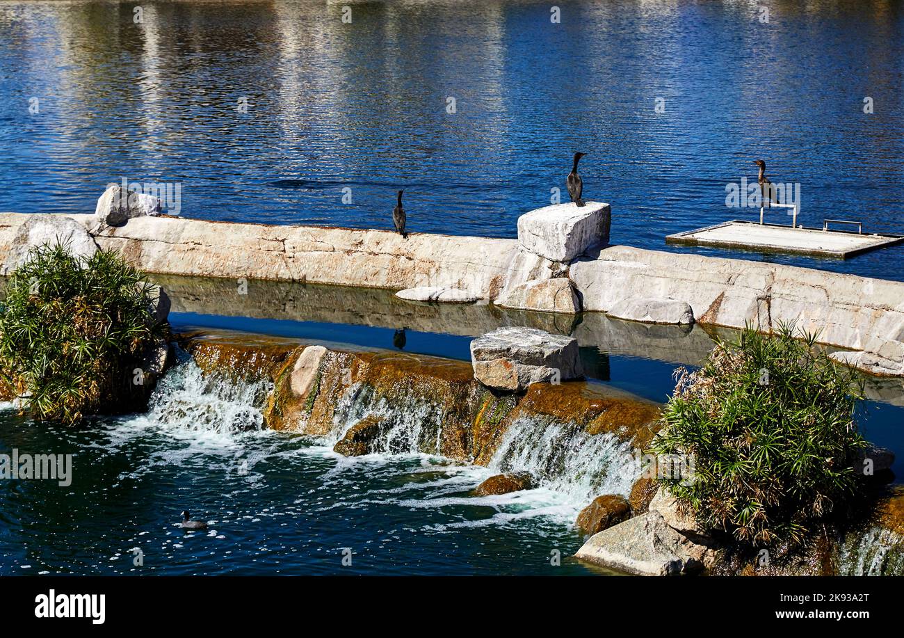 Kleiner Reiher, der an einem See an einer Wand sitzt Stockfoto