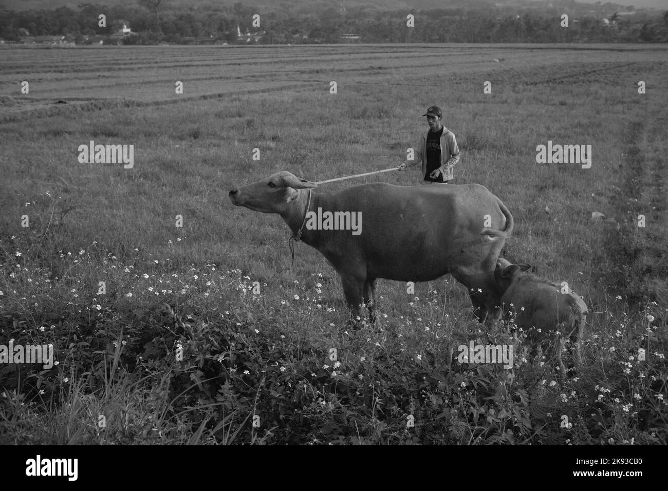 Pangandaran, West Java, Indonesien -16. Oktober 2022 : Schwarz-Weiß-Foto, Monochrom-Foto des Menschen, der Büffel im Gebiet Cikancung - Indonesien hütet Stockfoto