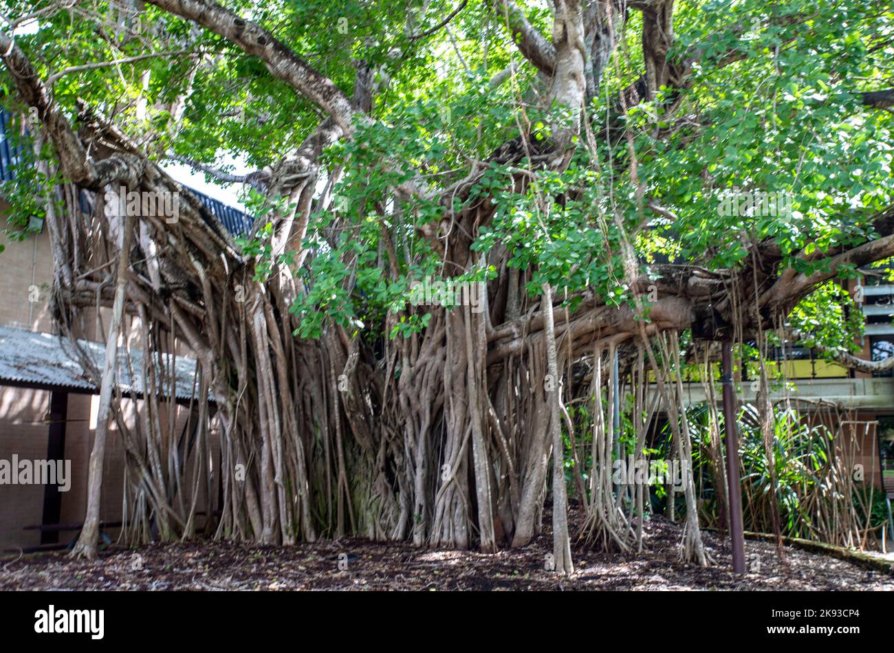 Der Baum des Wissens ist ein Banyan-Feigenbaum der Gattung Ficus, Ficus virens, der den Larrakia-Aborigines als Galamarrma bekannt ist Stockfoto