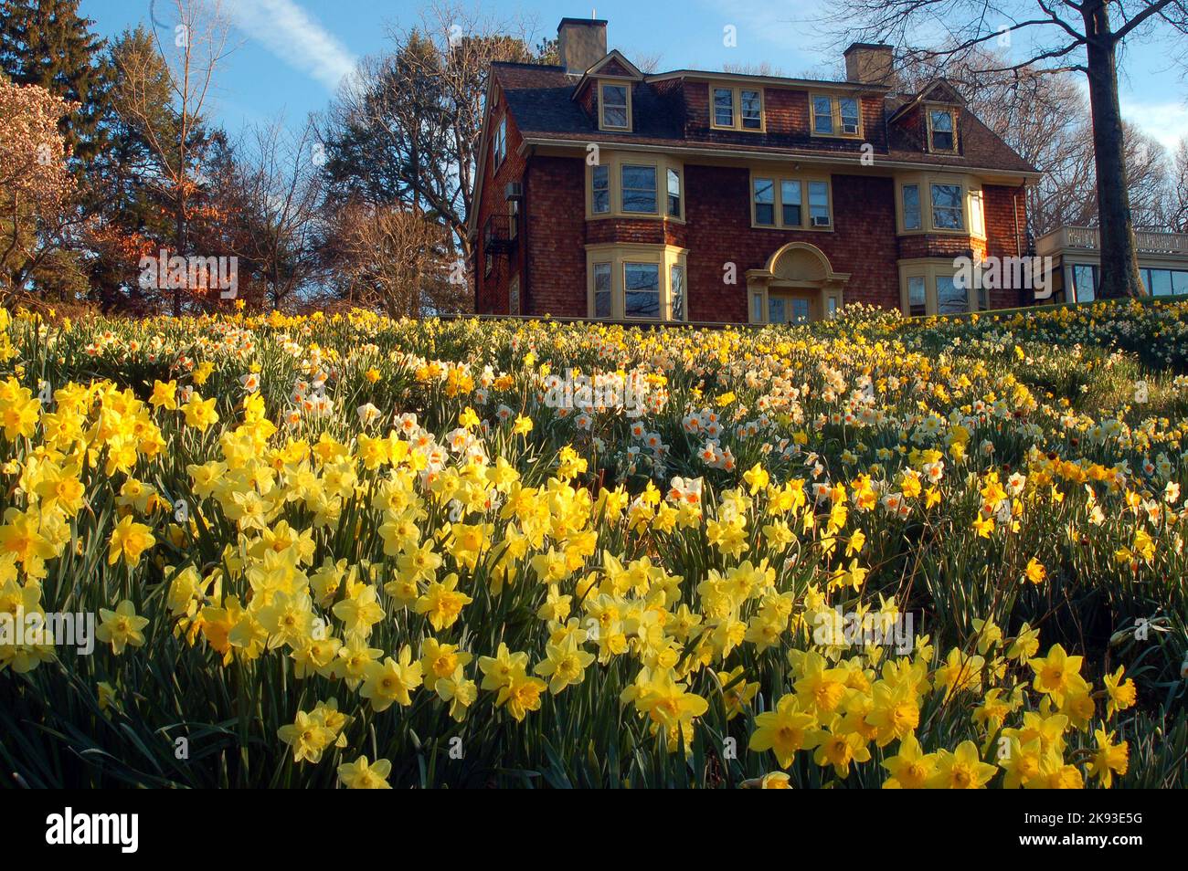 Tausende Narzissen blühen an einem sonnigen frühen Frühlingstag in einem Arboretum Stockfoto