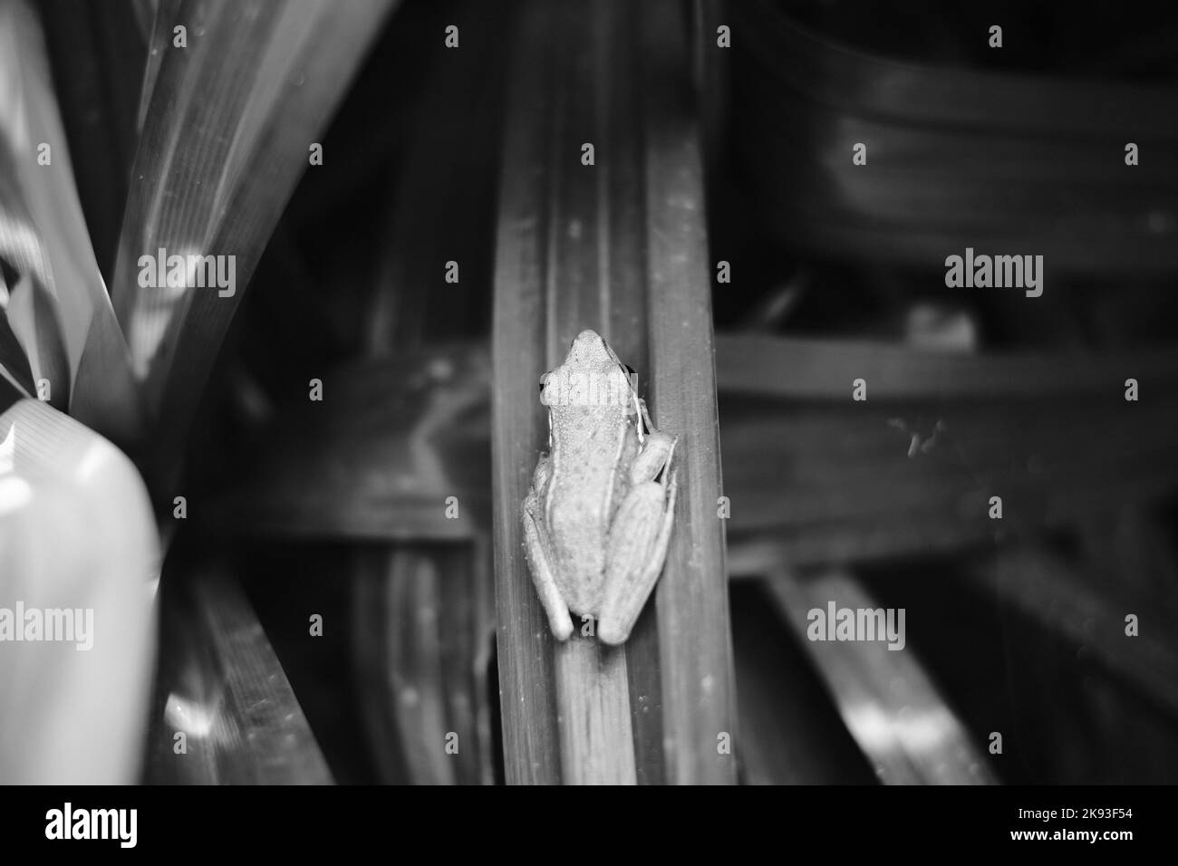 Schwarzweißfoto, Schwarzweißfoto eines Frosches, der auf einem Pandanblatt in Cicalengka - Indonesien Schutz sucht Stockfoto