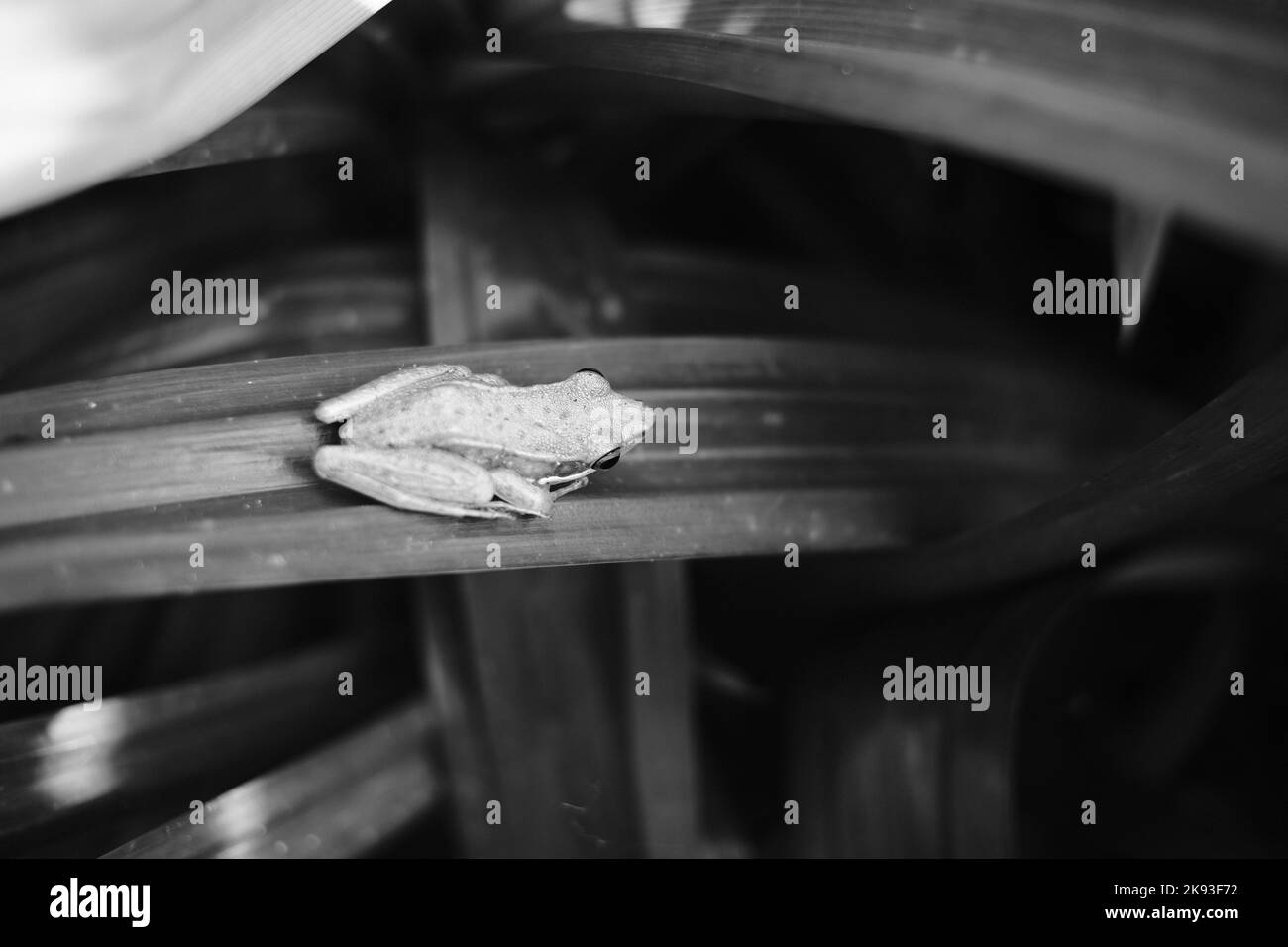 Schwarzweißfoto, Schwarzweißfoto eines Frosches, der auf einem Pandanblatt in Cicalengka - Indonesien Schutz sucht Stockfoto