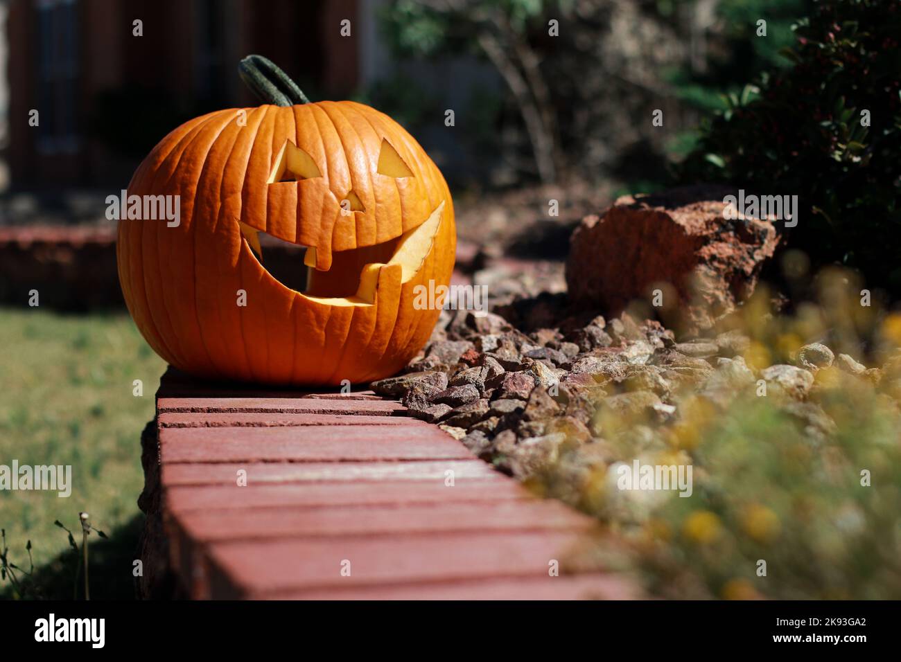 Nahaufnahme des großen halloween Kürbis im Hausgarten Stockfoto