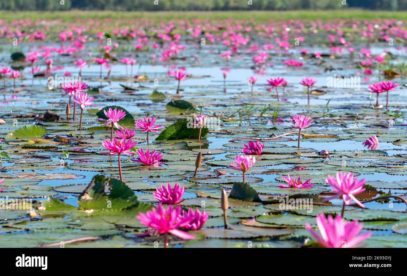 Seerosen blühen in einer großen überfluteten Lagune in Tay Ninh, Vietnam. Blumen wachsen natürlich, wenn das Hochwasser hoch ist, repräsentieren die Reinheit Stockfoto