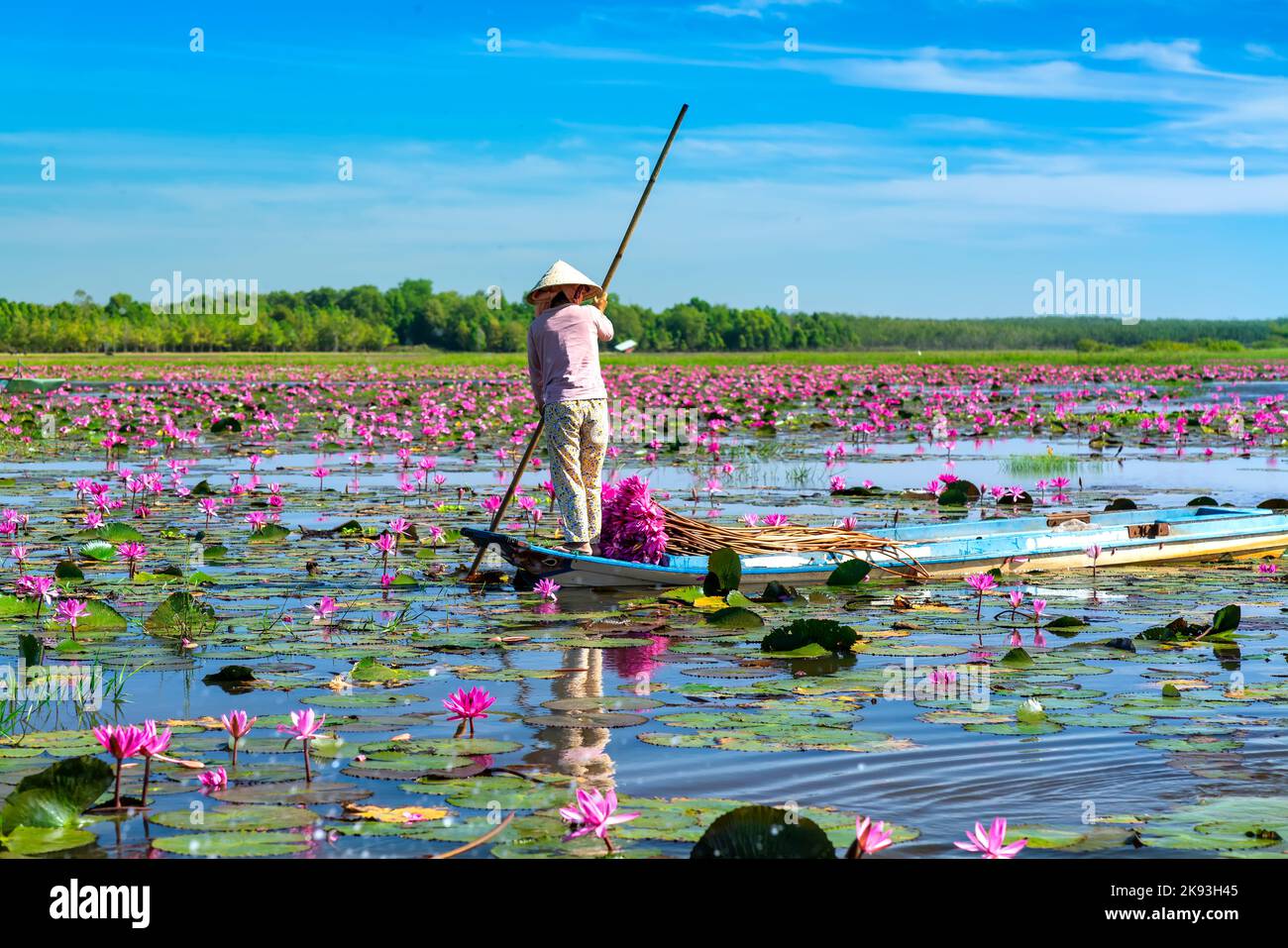 Eine Farmerin, die an einem Wintermorgen ein Boot rudert und Seerosen auf einem überfluteten Feld erntet, ist ihr täglicher Lebensunterhalt, um ihre Familie in Tay Ninh zu unterstützen Stockfoto