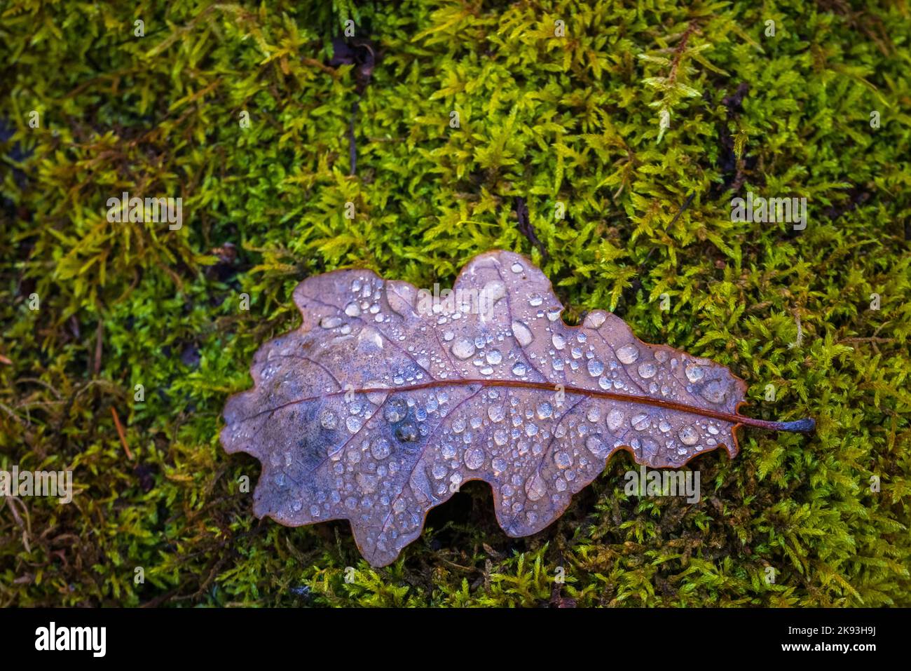 Eichenblatt mit Wassertropfen, Herbstkonzept Stockfoto
