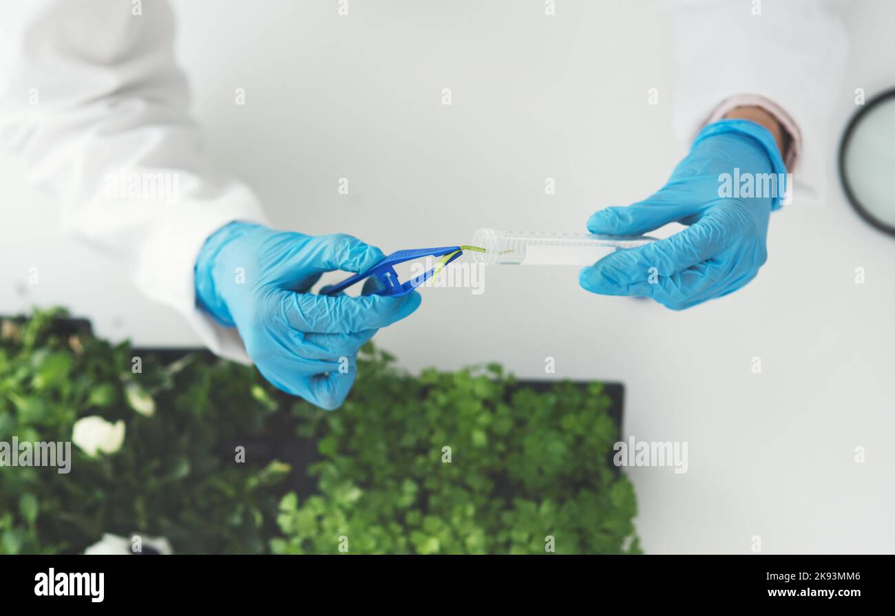 Die Phytologie ist eine faszinierende Studie. Eine unkenntliche Wissenschaftlerin verwendet eine Pinzette, um eine Pflanzenprobe in ein Reagenzglas zu stecken, während sie in einem arbeitet Stockfoto