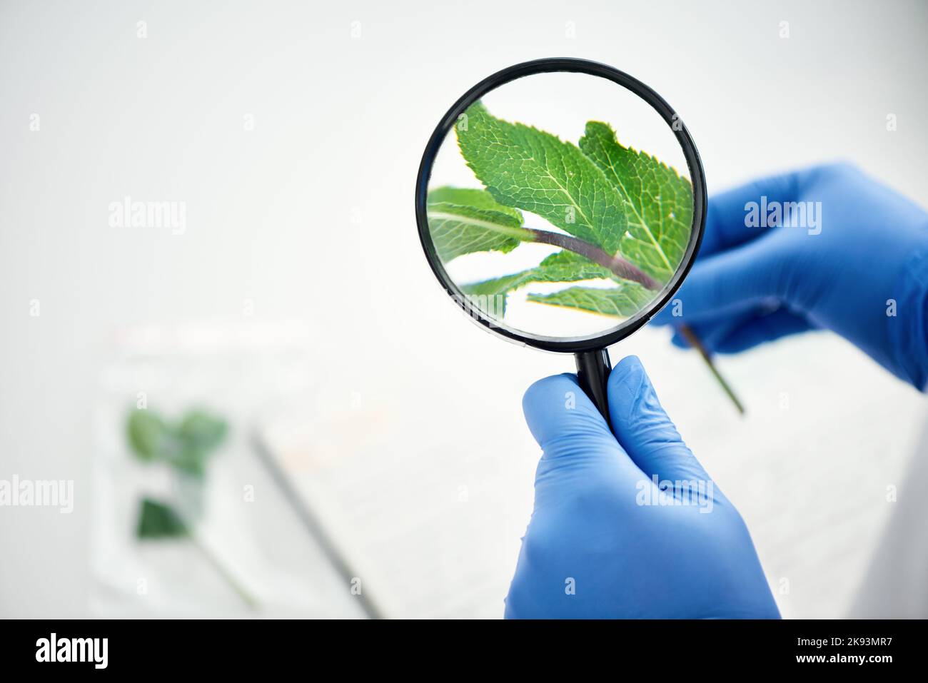 Pflanzen sind für den Menschen grundlegend und faszinierend zu studieren. Eine Wissenschaftlerin, die eine Pflanze durch eine Lupe betrachtet. Stockfoto