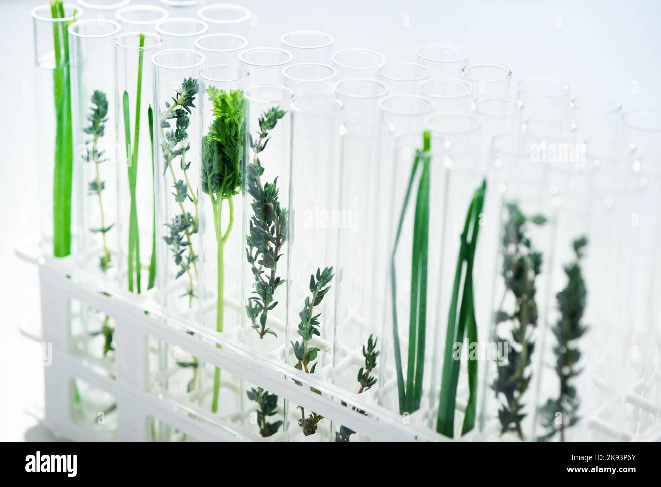 Verschiedene Arten brauchen eine unterschiedliche Behandlung. Verschiedene Pflanzenarten in Reagenzgläsern im Labor. Stockfoto
