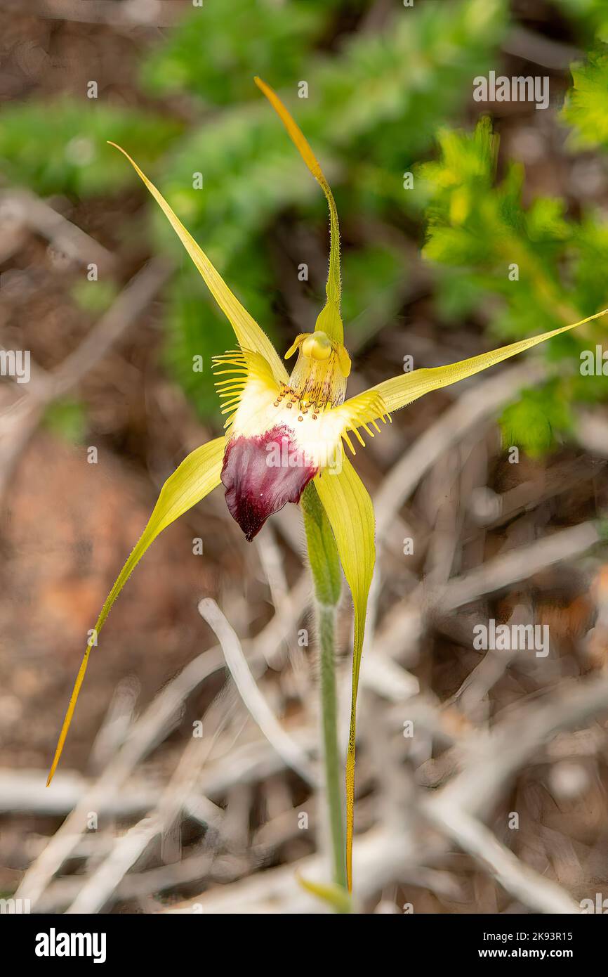Caladenia infundibularis, Spinnennetz-Orchidee Stockfoto