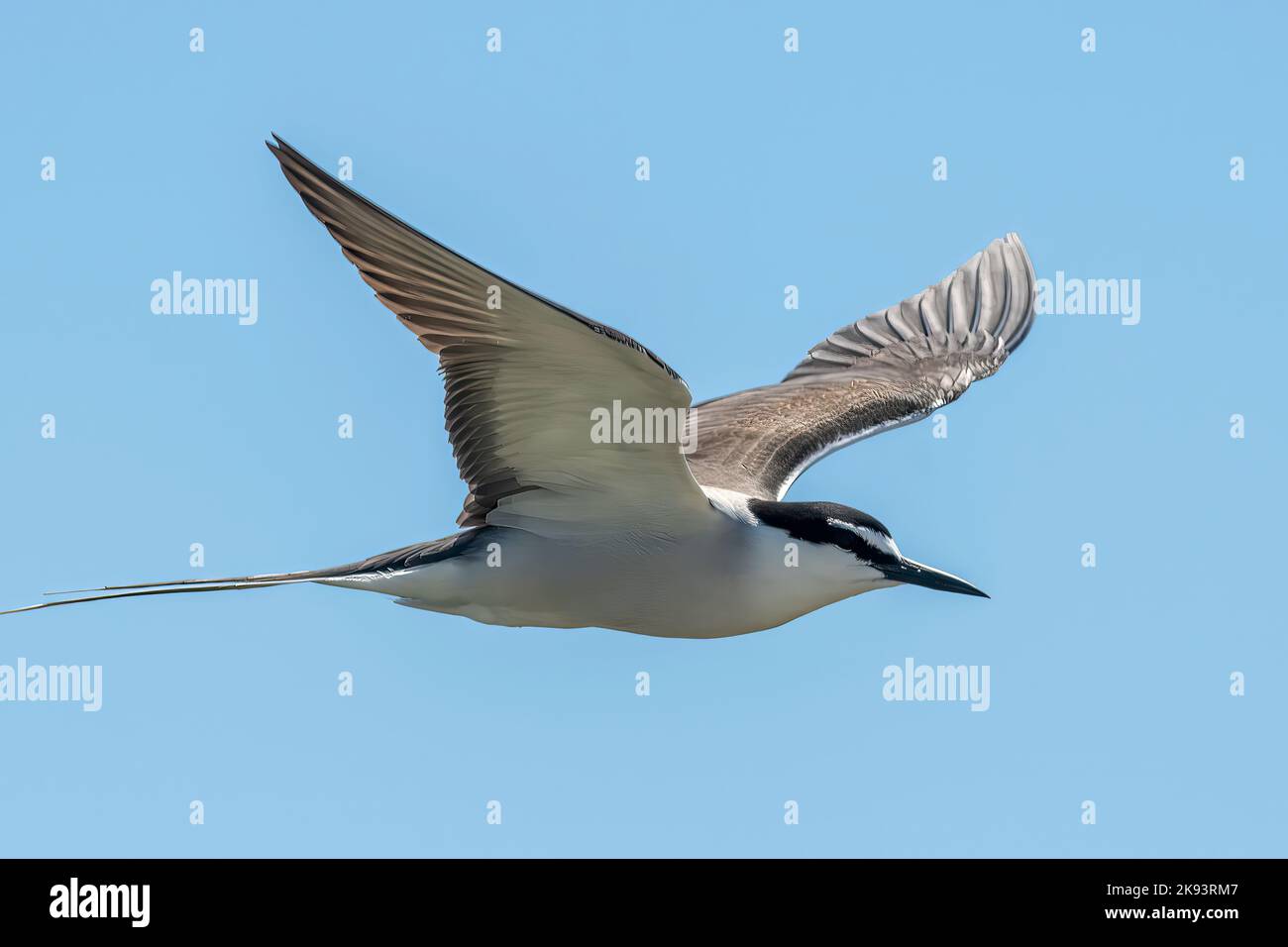 Bribled Tern, Onychoprion anaethetus auf Beacon Island, Houtman Abrolhos Islands, WA, Australien Stockfoto