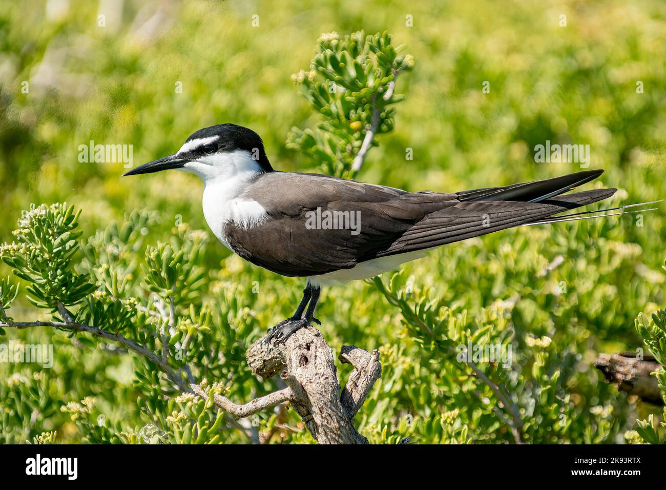 Bribled Tern, Onychoprion anaethetus auf Beacon Island, Houtman Abrolhos Islands, WA, Australien Stockfoto