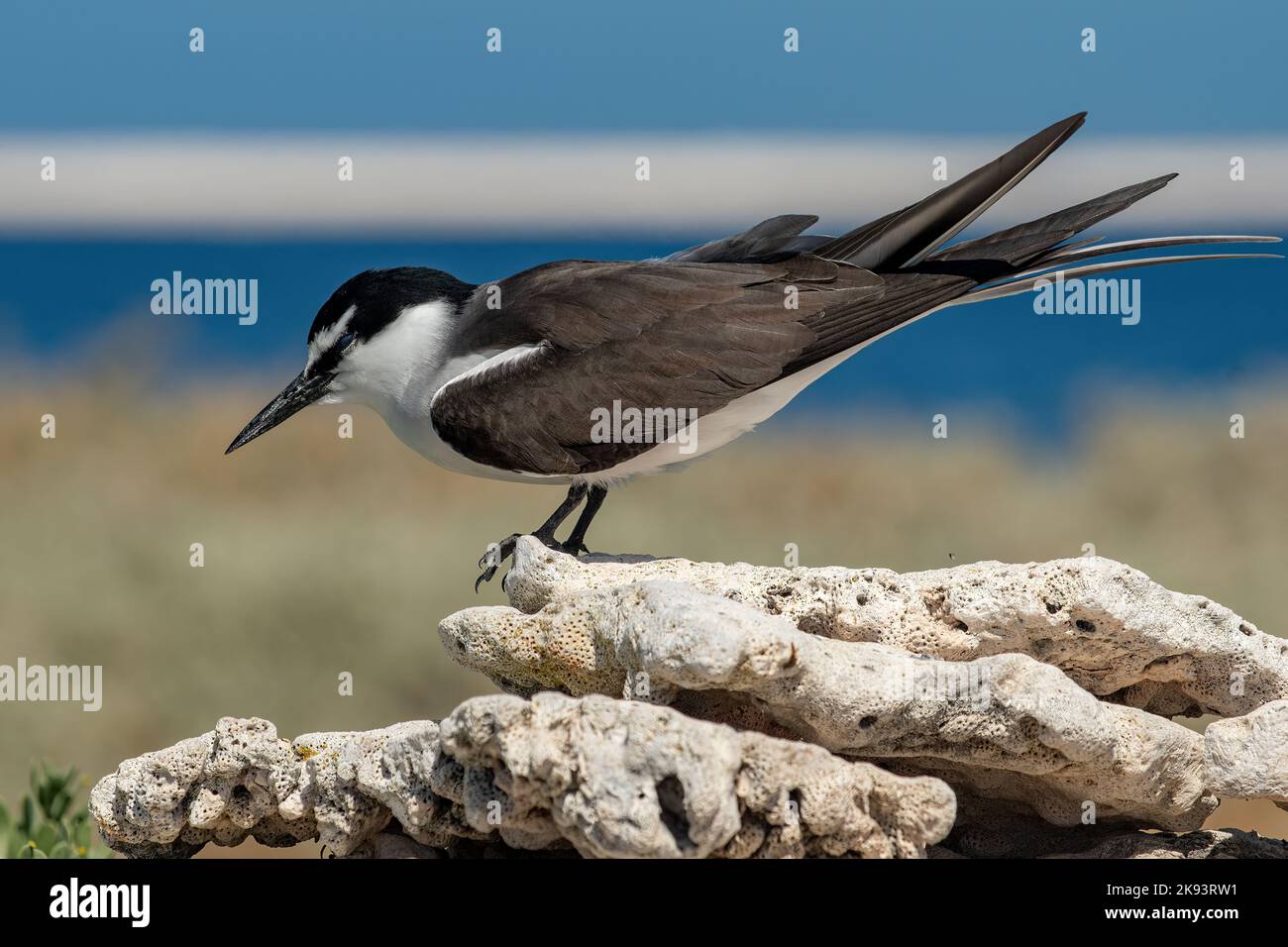 Bribled Tern, Onychoprion anaethetus auf Beacon Island, Houtman Abrolhos Islands, WA, Australien Stockfoto