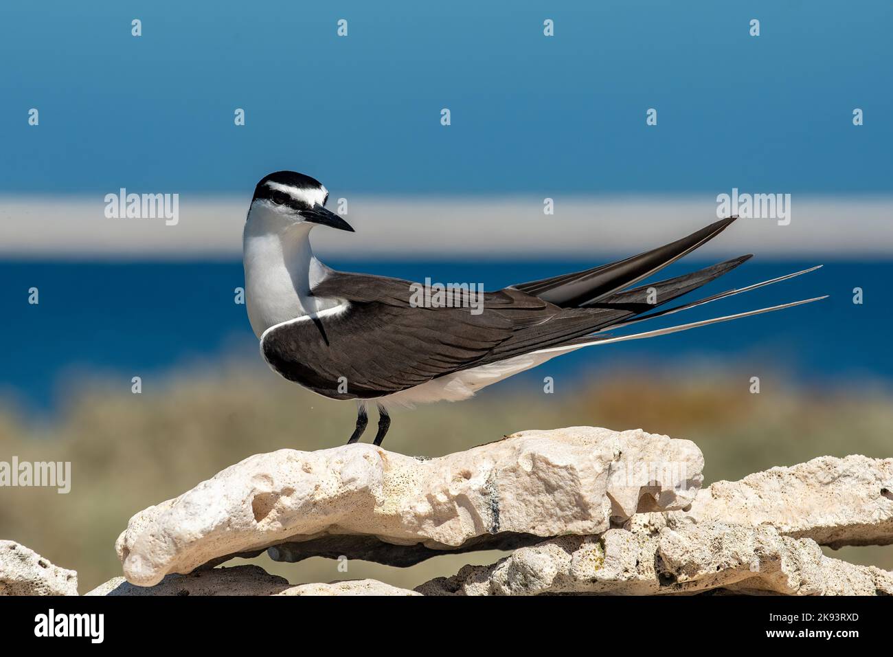 Bribled Tern, Onychoprion anaethetus auf Beacon Island, Houtman Abrolhos Islands, WA, Australien Stockfoto