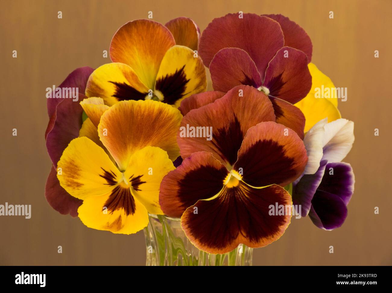 Pansy, Special 'Early' Mixed F1 (Viola x wittrockiana) in einer Vase Stockfoto