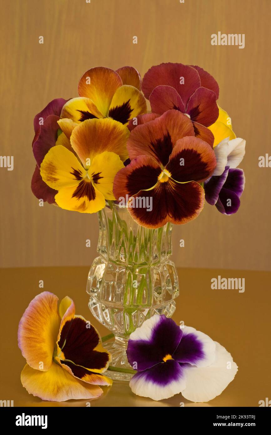 Pansy, Special 'Early' Mixed F1 (Viola x wittrockiana) in einer Vase Stockfoto