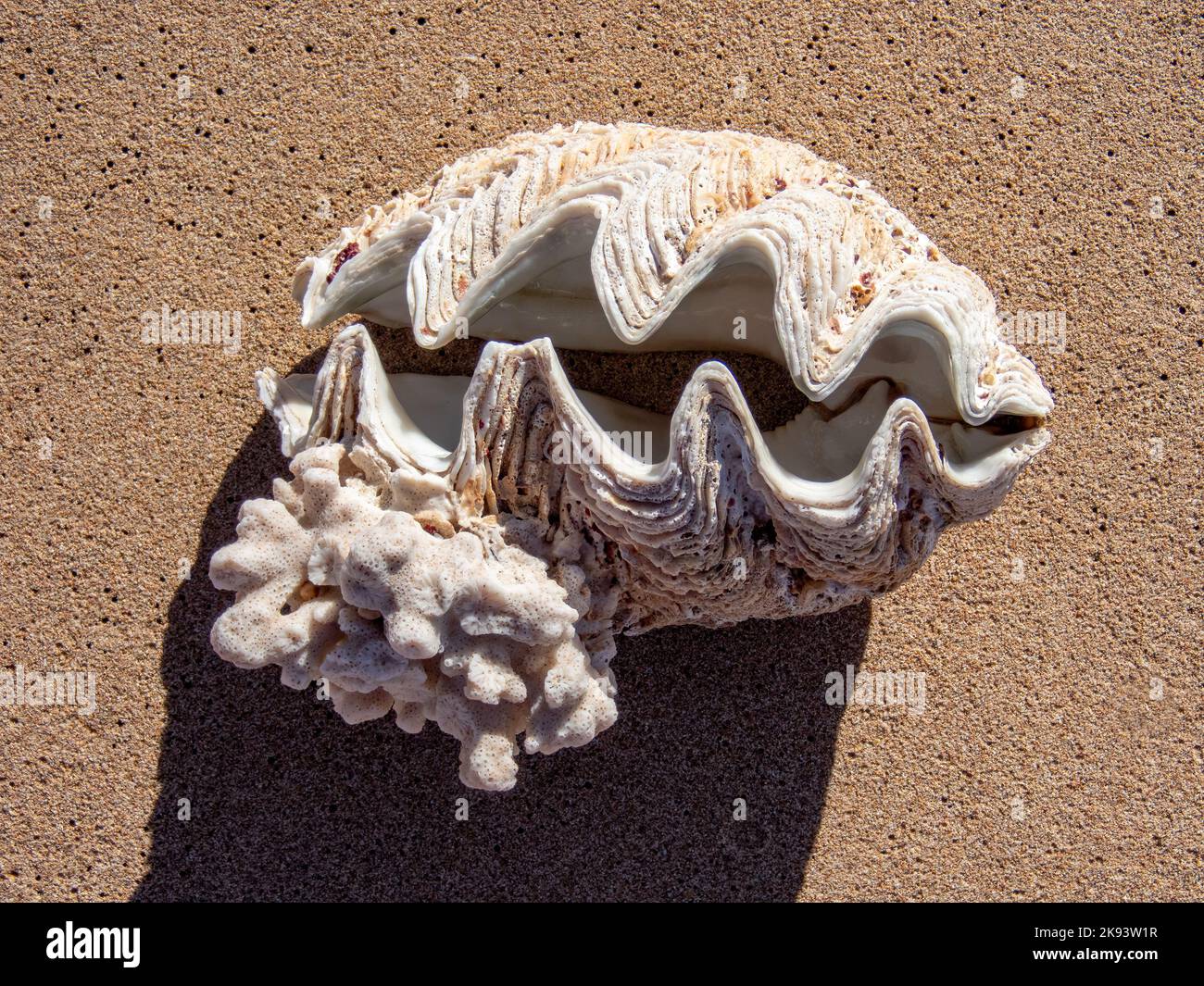 Clam Shell am Strand auf den Muiron Islands, WA, Australien Stockfoto