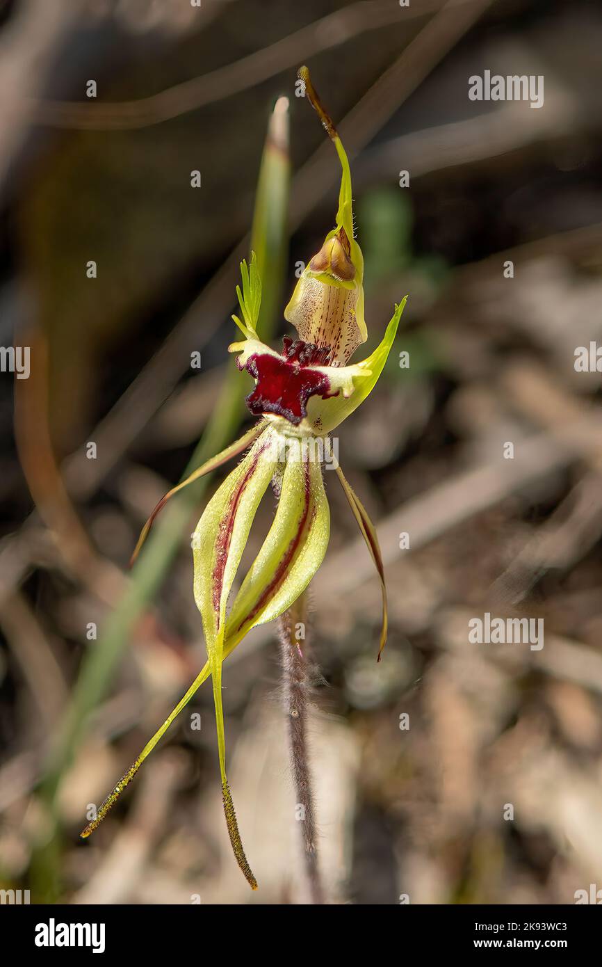 Caladenia parva, braune Spinnenorchidee Stockfoto